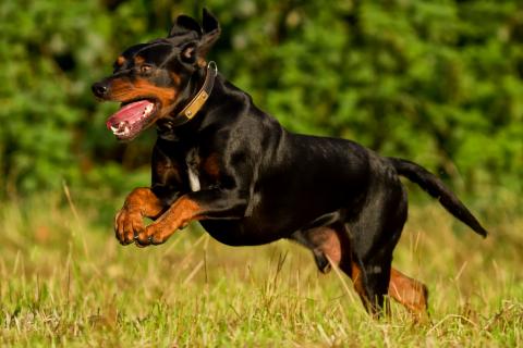 jagdhundewesen-deutscher-jagdverband